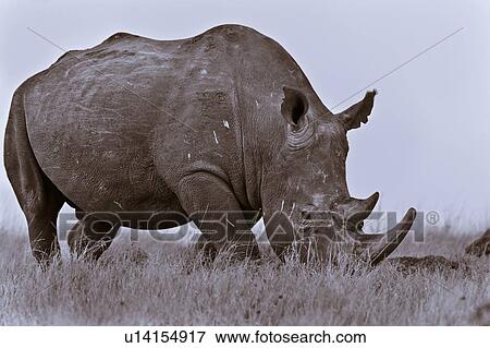 Stock Photo - activity, African, action, Lewa Downs, Kenya, Africa. Fotosearch