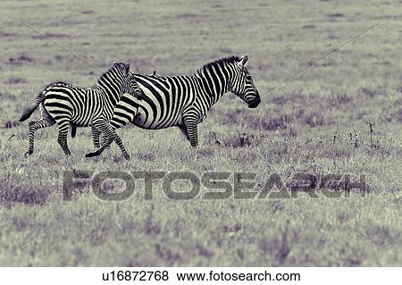 activity, African, action, Lewa Downs, Kenya, animal, Africa View Large Photo Image Stock Photo - activity, African, action, Lewa Downs, Kenya, animal, Africa. Fotosearch
