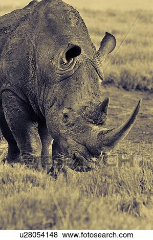 Stock Photo - activity, African, action, Lewa Downs, Kenya, Africa. Fotosearch