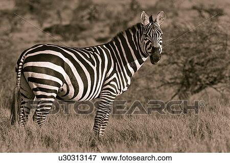 activity, African, action, Lewa Downs, Kenya, black, Africa View Large Photo Image Stock Photo - activity, African, action, Lewa Downs, Kenya, black, Africa. Fotosearch