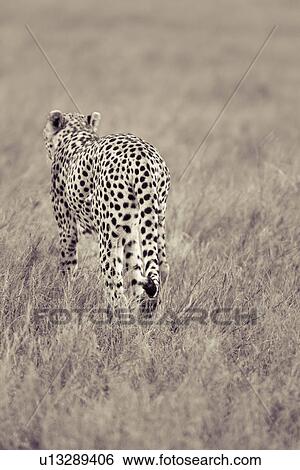 Stock Photograph - activity, African, action, Lewa Downs, Kenya, Africa. Fotosearch