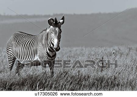 activity, African, action, Lewa Downs, Kenya, Africa View Large Photo Image Stock Photograph - activity, African, action, Lewa Downs, Kenya, Africa. Fotosearch