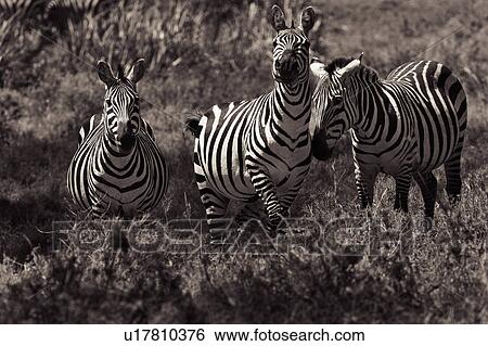 activity, African, action, Lewa Downs, Kenya, Africa View Large Photo Image Stock Photograph - activity, African, action, Lewa Downs, Kenya, Africa. Fotosearch