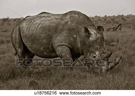 Stock Photograph - activity, African, action, Lewa Downs, Kenya, Africa. Fotosearch