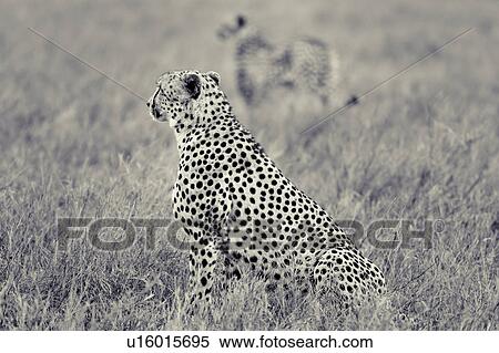 Stock Photography - activity, African, action, Lewa Downs, Kenya, Africa. Fotosearch