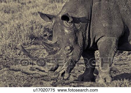 activity, African, action, Lewa Downs, Kenya, Africa View Large Photo Image Stock Photography - activity, African, action, Lewa Downs, Kenya, Africa. Fotosearch