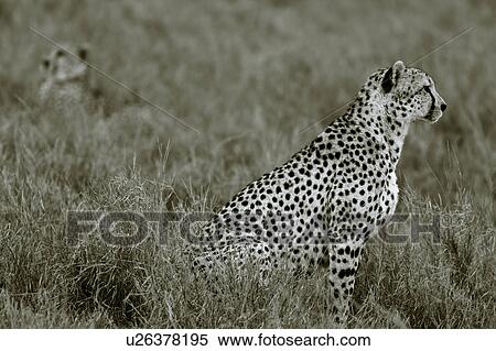 Stock Photography - activity, African, action, Lewa Downs, Kenya, Africa. Fotosearch