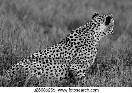 activity, African, action, Lewa Downs, Kenya, Africa View Large Photo Image Stock Photography - activity, African, action, Lewa Downs, Kenya, Africa. Fotosearch