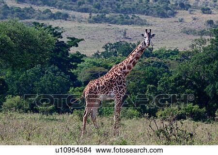 Picture - activity, African, action, Masai Mara, Kenya, Africa. Fotosearch