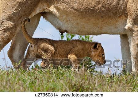 activity, African, action, Masai Mara, Kenya, Africa View Large Photo Image Picture - activity, African, action, Masai Mara, Kenya, Africa. Fotosearch