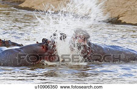 activity, African, action, Masai Mara, Kenya, Africa View Large Photo Image Stock Image - activity, African, action, Masai Mara, Kenya, Africa. Fotosearch