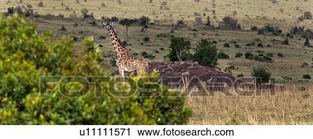 activity, African, action, Masai Mara, Kenya, Africa View Large Photo Image Stock Image - activity, African, action, Masai Mara, Kenya, Africa. Fotosearch