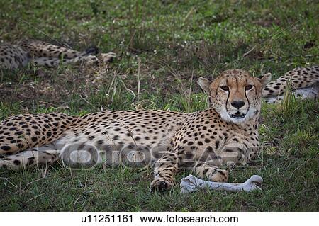 Stock Image - activity, African, action, Masai Mara, Kenya, Africa. Fotosearch