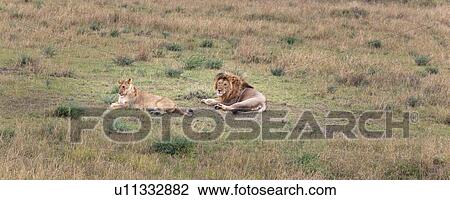 activity, African, action, Masai Mara, Kenya, Africa View Large Photo Image Stock Image - activity, African, action, Masai Mara, Kenya, Africa. Fotosearch