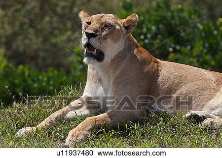 Stock Image - activity, African, action, Masai Mara, Kenya, Africa. Fotosearch