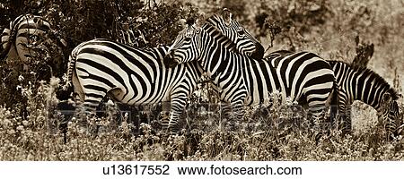 activity, African, action, Masai Mara, Kenya, animal, Africa View Large Photo Image Stock Image - activity, African, action, Masai Mara, Kenya, animal, Africa. Fotosearch