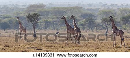 activity, African, action, Masai Mara, Kenya, Africa View Large Photo Image Stock Image - activity, African, action, Masai Mara, Kenya, Africa. Fotosearch