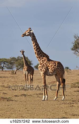 Stock Image - activity, African, action, Masai Mara, Kenya, Africa. Fotosearch