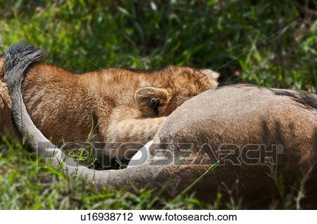 activity, African, action, Masai Mara, Kenya, Africa View Large Photo Image Stock Image - activity, African, action, Masai Mara, Kenya, Africa. Fotosearch