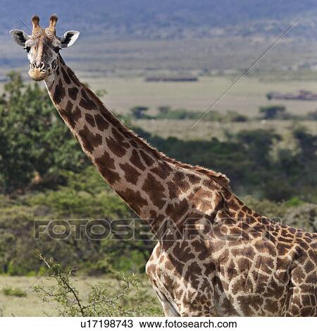 Stock Image - activity, African, action, Masai Mara, Kenya, Africa. Fotosearch