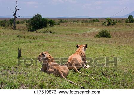Stock Image - activity, African, action, Masai Mara, Kenya, Africa. Fotosearch