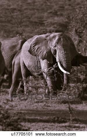 activity, African, action, Masai Mara, Kenya, animal, Africa View Large Photo Image Stock Image - activity, African, action, Masai Mara, Kenya, animal, Africa. Fotosearch