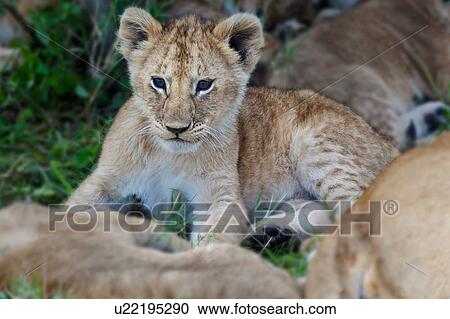 activity, African, action, Masai Mara, Kenya, animal, Africa View Large Photo Image Stock Image - activity, African, action, Masai Mara, Kenya, animal, Africa. Fotosearch