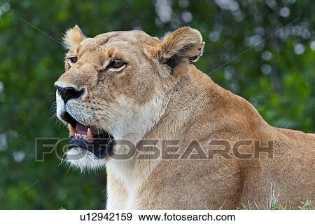 Stock Photo - activity, African, action, Masai Mara, Kenya, Africa. Fotosearch