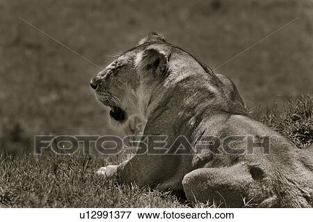 activity, African, action, Masai Mara, Kenya, Africa View Large Photo Image Stock Photo - activity, African, action, Masai Mara, Kenya, Africa. Fotosearch