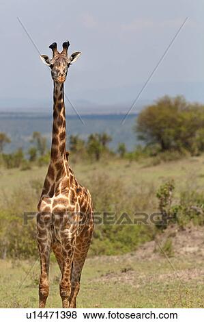 activity, African, action, Masai Mara, Kenya, Africa View Large Photo Image Stock Photo - activity, African, action, Masai Mara, Kenya, Africa. Fotosearch