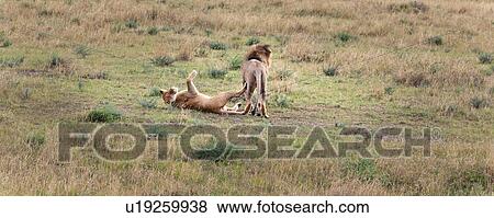 activity, African, action, Masai Mara, Kenya, Africa View Large Photo Image Stock Photo - activity, African, action, Masai Mara, Kenya, Africa. Fotosearch