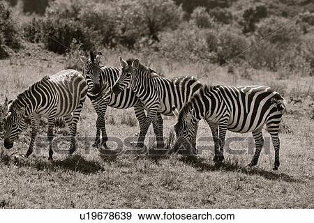 Stock Photo - activity, African, action, Masai Mara, Kenya, animal, Africa. Fotosearch