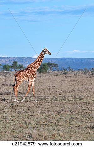 activity, African, action, Masai Mara, Kenya, Africa View Large Photo Image Stock Photo - activity, African, action, Masai Mara, Kenya, Africa. Fotosearch