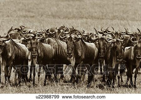 activity, African, action, Masai Mara, Kenya, animal, Africa View Large Photo Image Stock Photo - activity, African, action, Masai Mara, Kenya, animal, Africa. Fotosearch