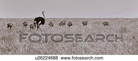 activity, African, action, Masai Mara, Kenya, babies, Africa View Large Photo Image Stock Photo - activity, African, action, Masai Mara, Kenya, babies, Africa. Fotosearch