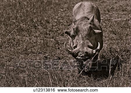Stock Photograph - activity, African, action, Masai Mara, Kenya, Africa. Fotosearch