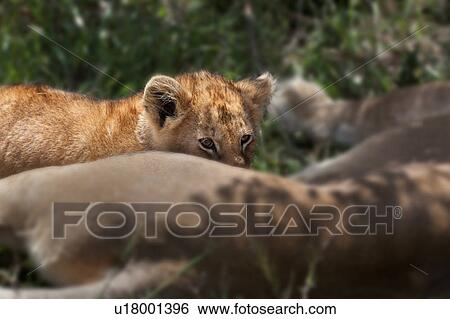 activity, African, action, Masai Mara, Kenya, animal, Africa View Large Photo Image Stock Photograph - activity, African, action, Masai Mara, Kenya, animal, Africa. Fotosearch