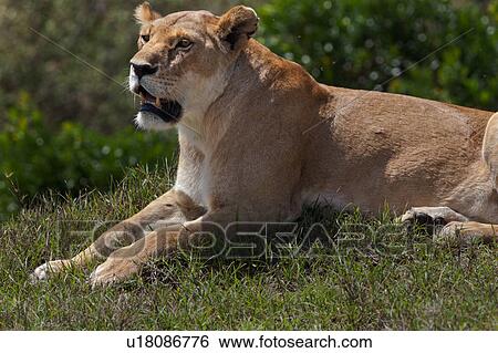 Stock Photograph - activity, African, action, Masai Mara, Kenya, Africa. Fotosearch