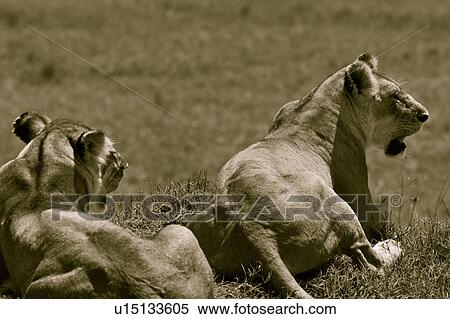 Stock Photography - activity, African, action, Masai Mara, Kenya, Africa. Fotosearch