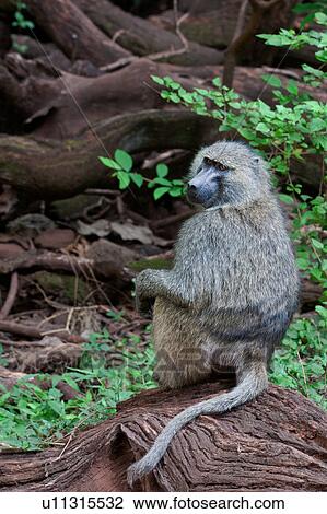 Stock Image - activity, Central, action, Tanzania, Manyara, Africa. Fotosearch