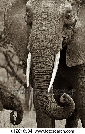 Picture - activity, Central, action, Tarangire, Tanzania, Africa. Fotosearch