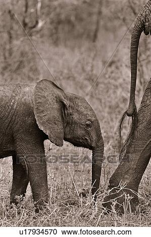 Stock Image - activity, Central, action, Tarangire, Tanzania, Africa. Fotosearch