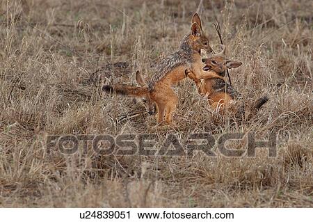 Stock Image - activity, Central, action, Tarangire, Tanzania, animal, Africa. Fotosearch