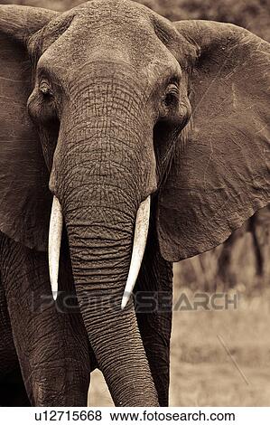 Stock Photo - activity, Central, action, Tarangire, Tanzania, Africa. Fotosearch