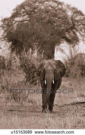 Stock Photo - activity, Central, action, Tarangire, Tanzania, Africa. Fotosearch