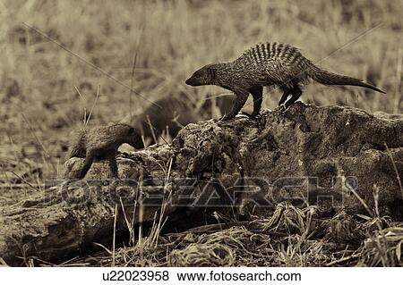 Stock Photo - activity, Central, action, Tarangire, Tanzania, animal, Africa. Fotosearch