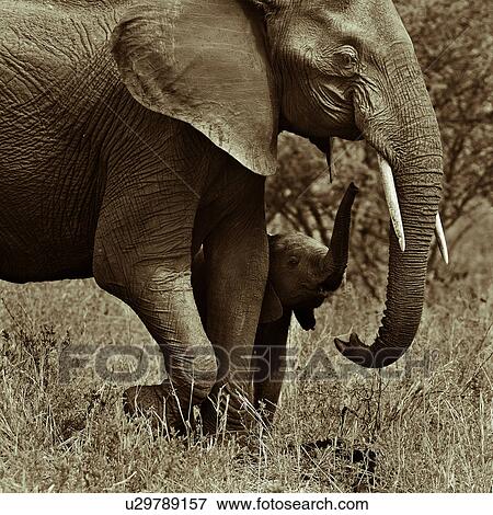 Stock Photo - activity, Central, action, Tarangire, Tanzania, Africa. Fotosearch