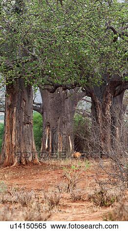 Stock Photography - activity, Central, action, Tarangire, Tanzania, Africa. Fotosearch