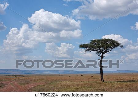 Picture - afternoon, African, acacia, Masai Mara, Kenya, beauty, Africa. Fotosearch