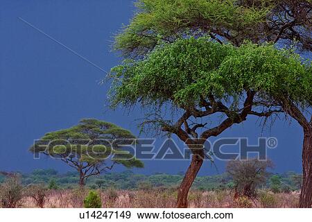 afternoon, Central, acacia, Tarangire, Tanzania, beauty, Africa View Large Photo Image Stock Photo - afternoon, Central, acacia, Tarangire, Tanzania, beauty, Africa. Fotosearch